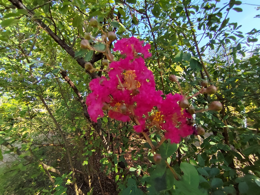 百日紅