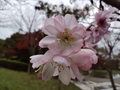 十月桜