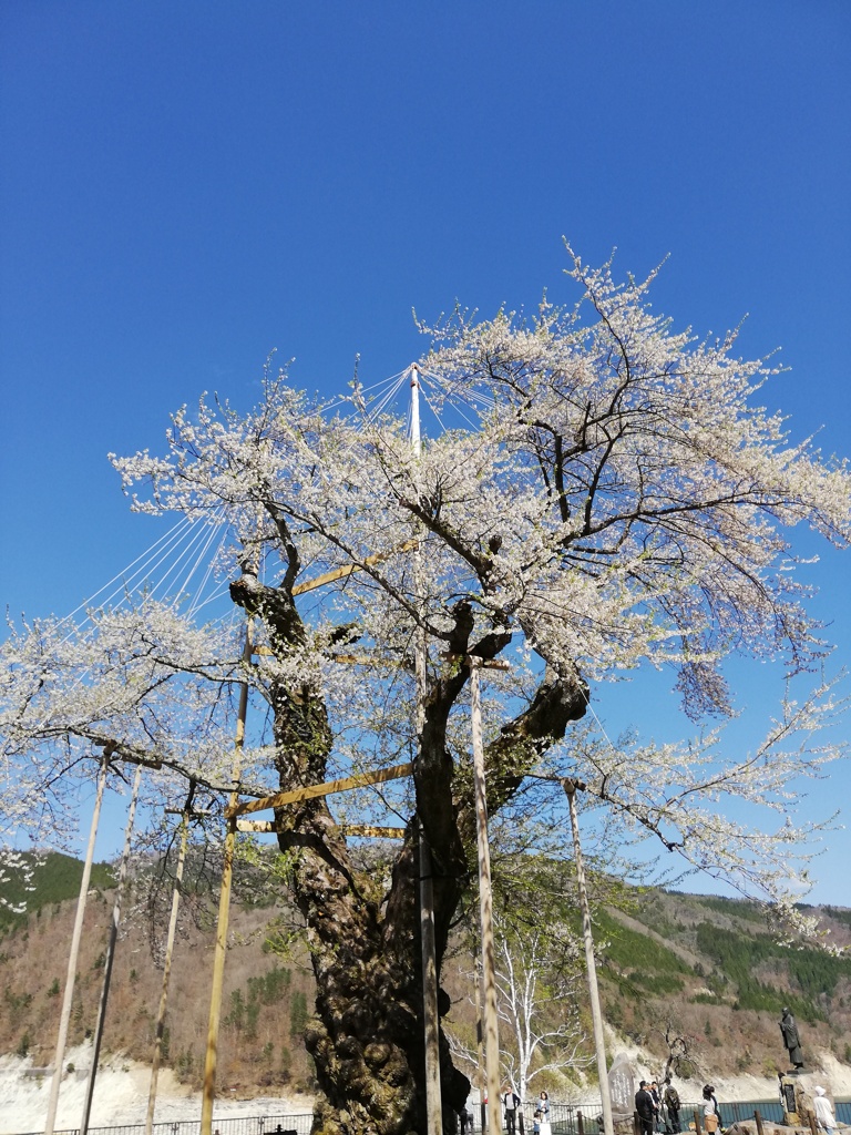 ３年前の荘川桜