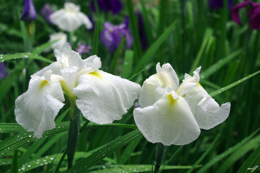 雨上がりの花菖蒲園