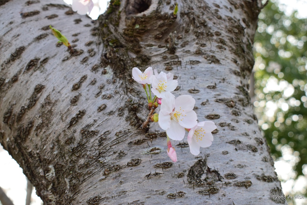 幹咲き