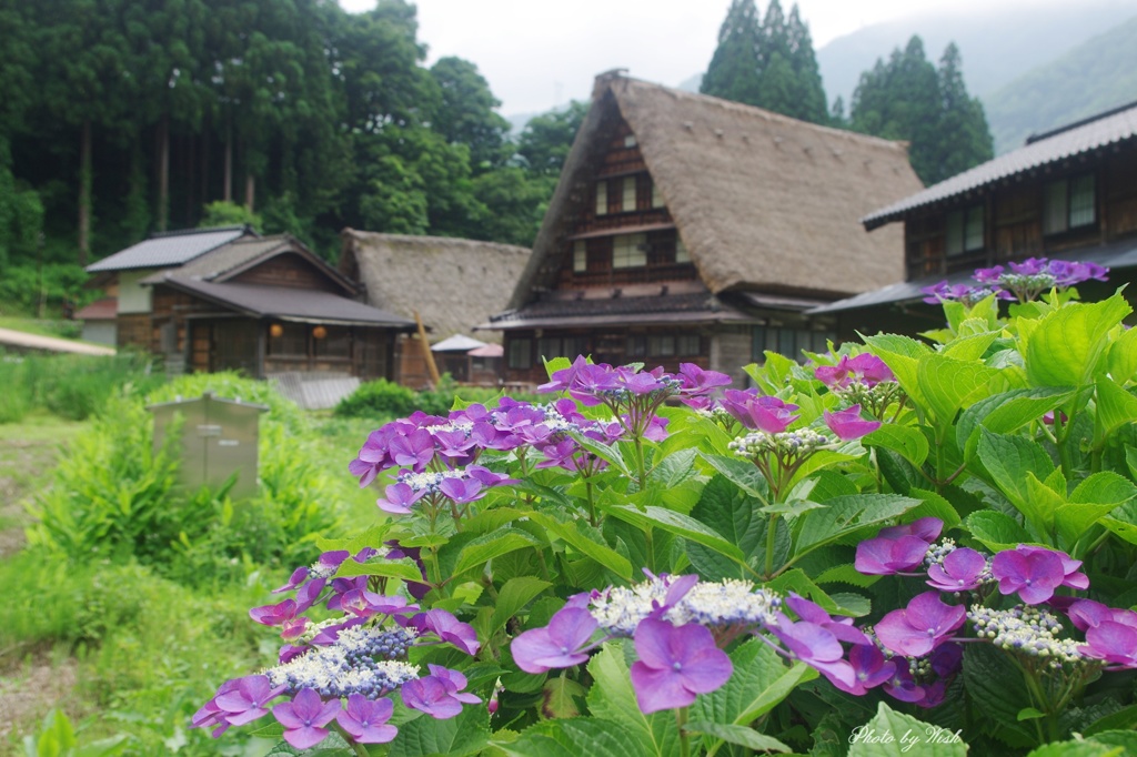 7月の菅沼集落　季節の花と共に