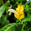 温室に咲く花