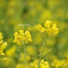 菜の花