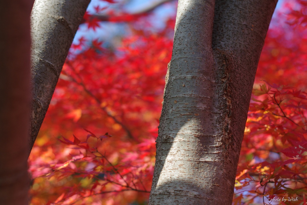 秋晴れの紅葉