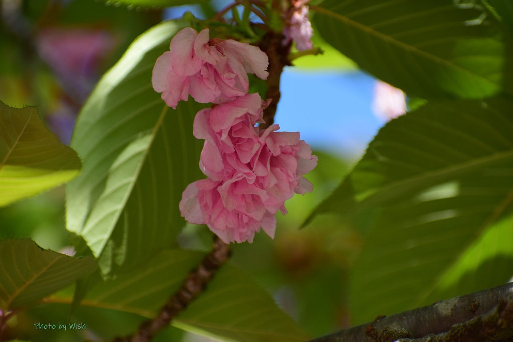 八重桜