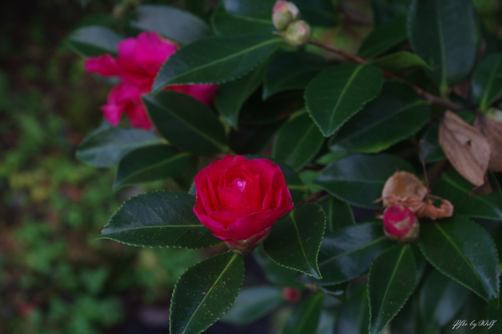 山茶花