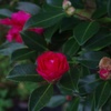 山茶花