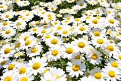 一面に咲く白花