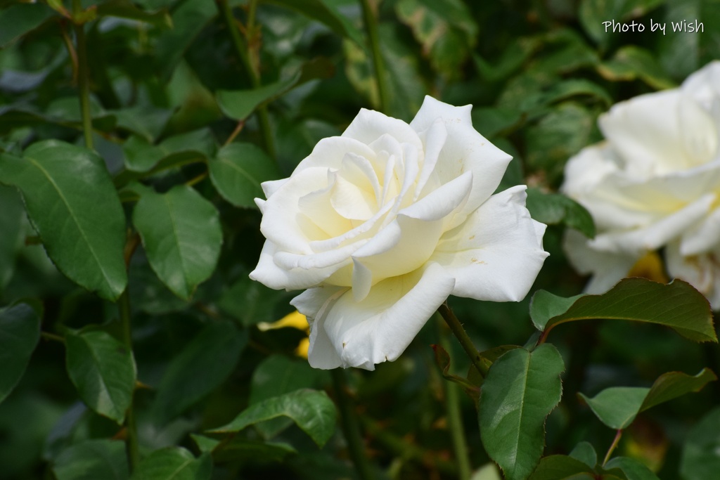 白薔薇
