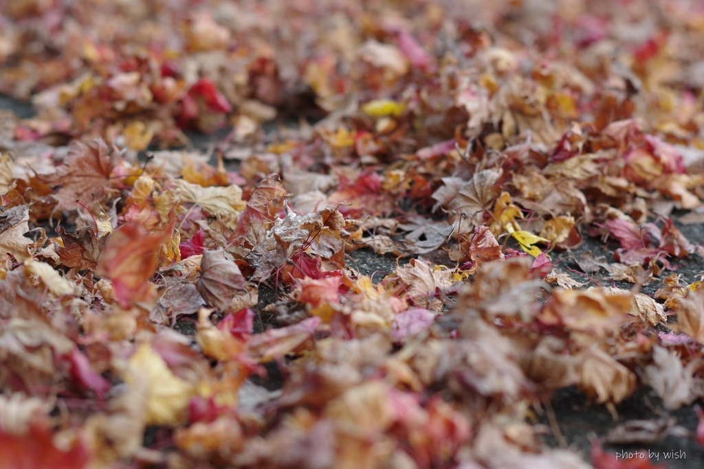 紅葉の枯葉