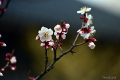 花の便り