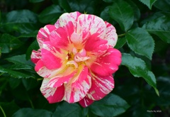 初夏の薔薇