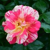 初夏の薔薇