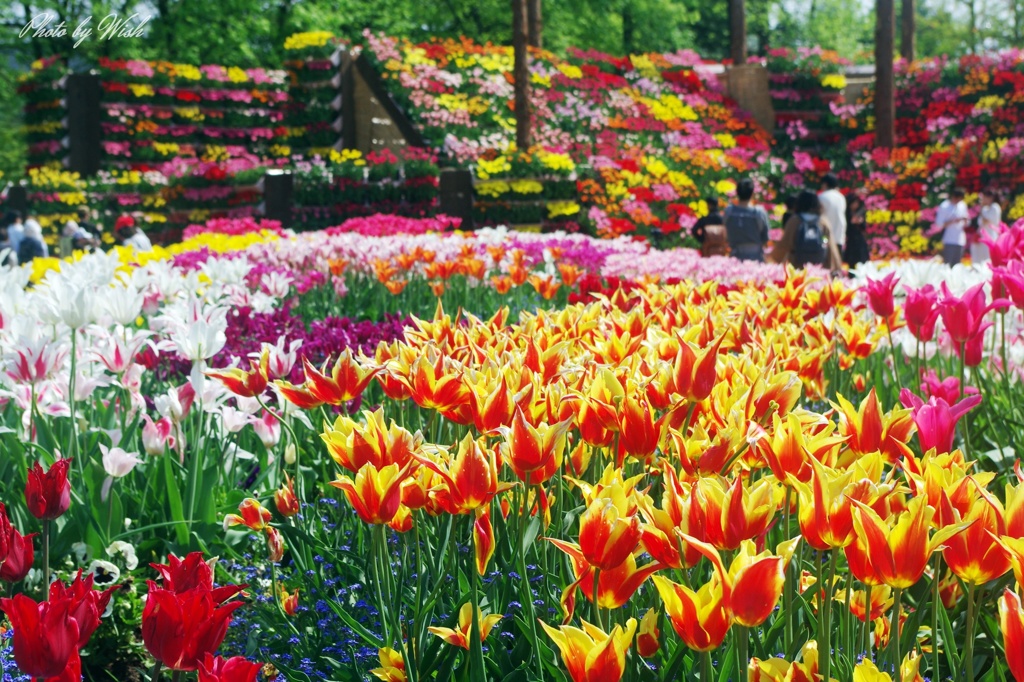 花園