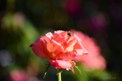 秋薔薇：ミツバチ飛来