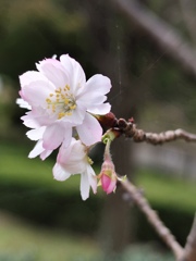 十月桜