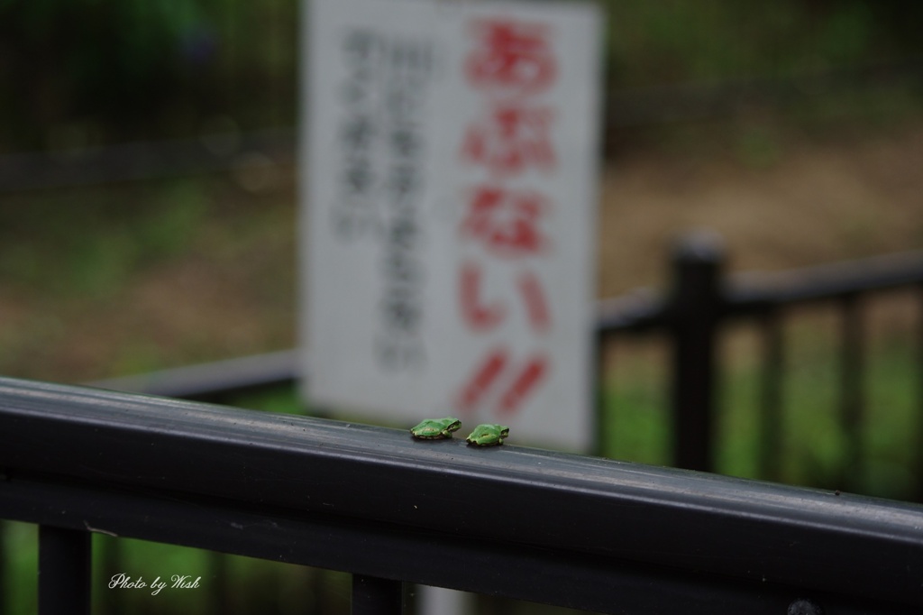 あぶない！