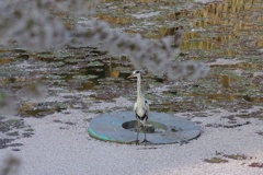 池の主の花見