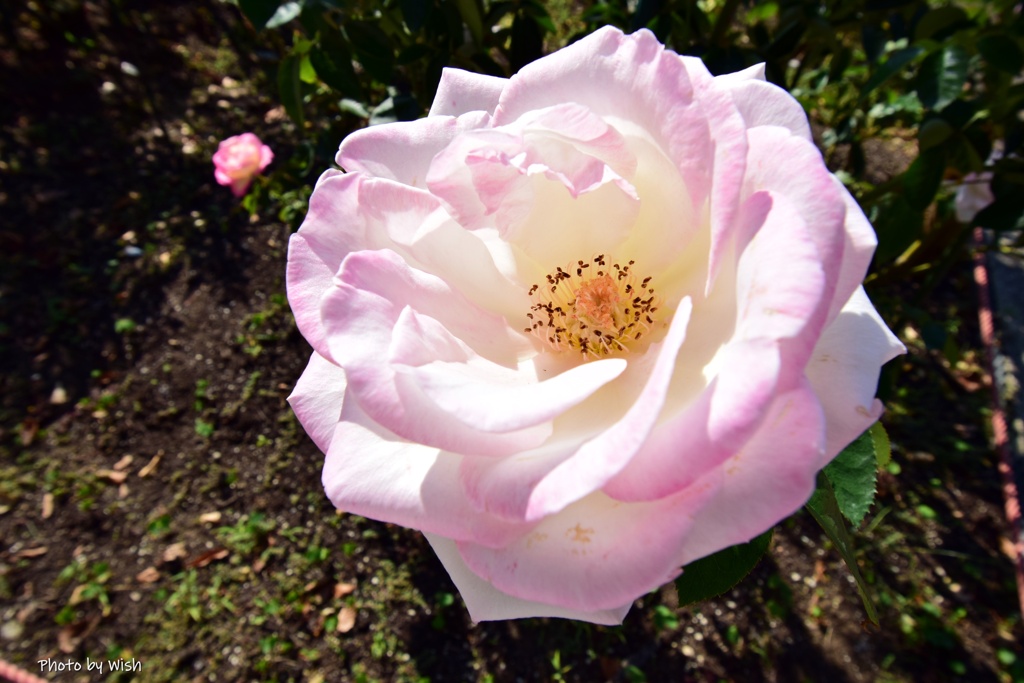 秋薔薇