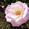 秋薔薇