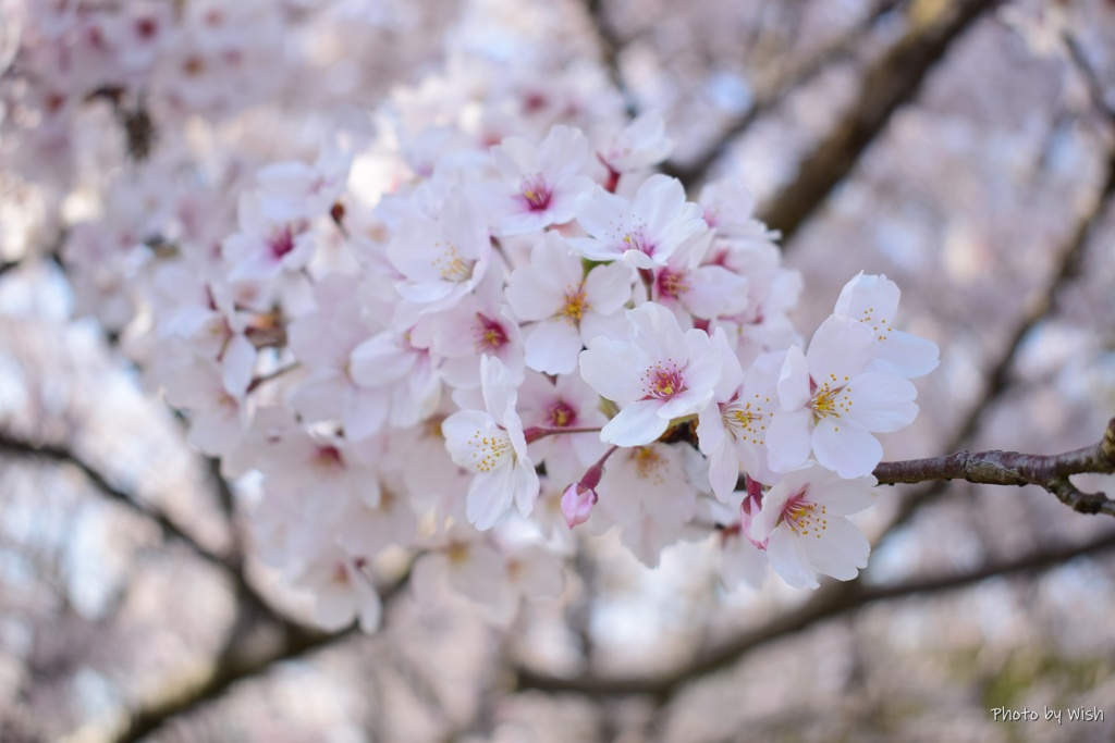 桜色