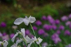 雨の花菖蒲園