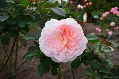秋薔薇