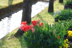 春の寄せ植え