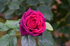 ６月の薔薇