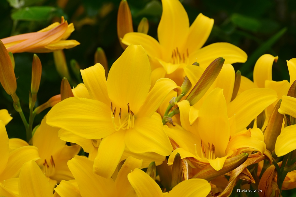 Yellow