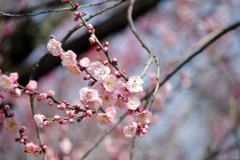 陽気に誘われて咲く