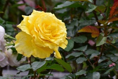 yellow　Rose