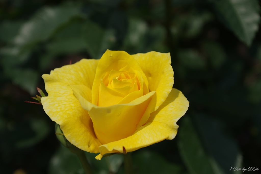yellow2012