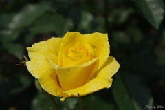 yellow2012