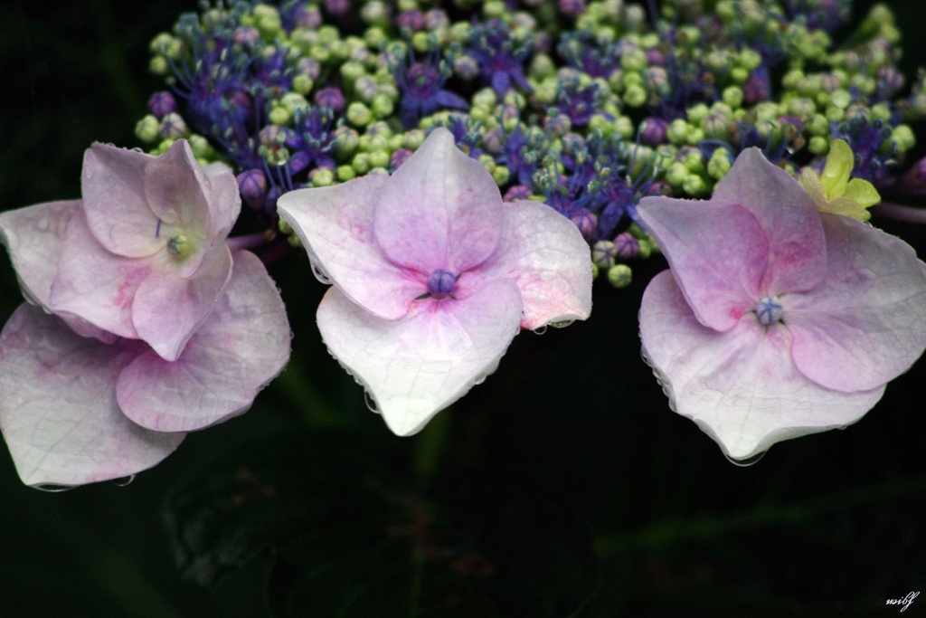 雫を纏う紫陽花