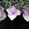 雫を纏う紫陽花