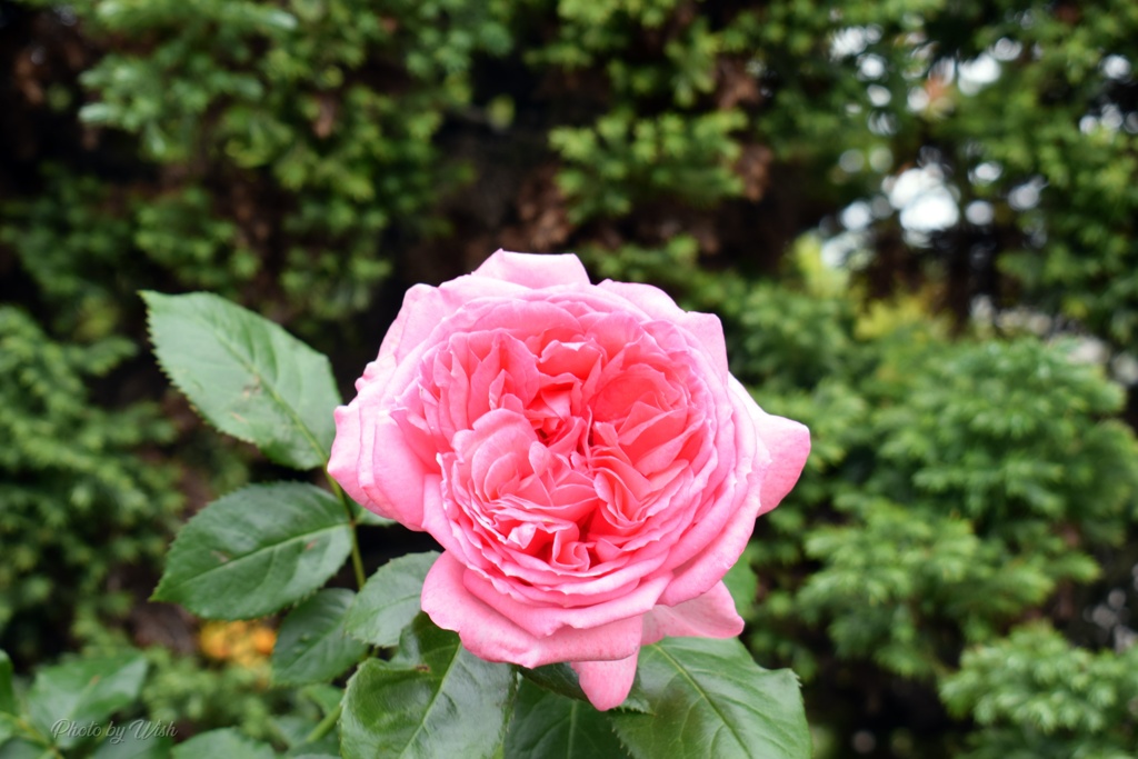 幾重にも重なる花弁