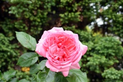 幾重にも重なる花弁