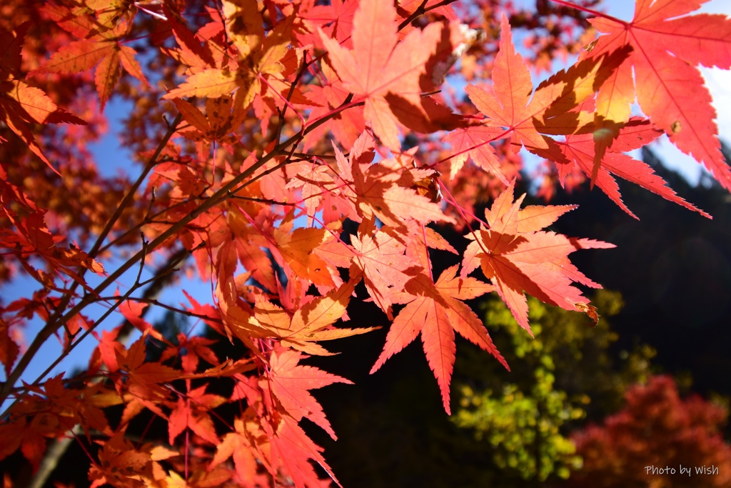 煌めく紅葉