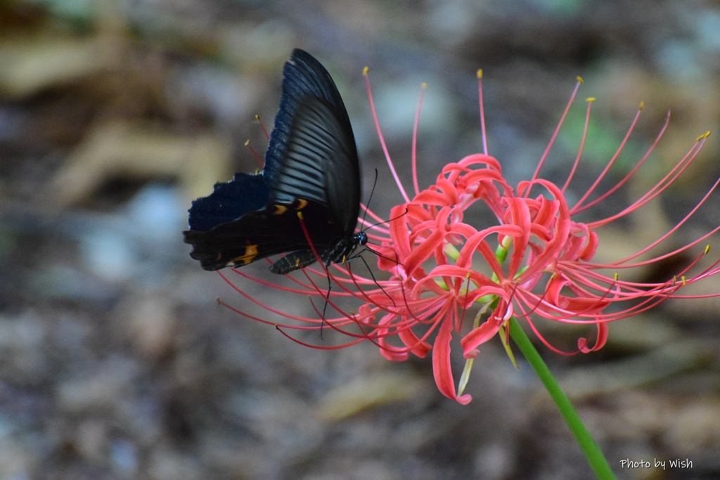 黒蝶と彼岸花