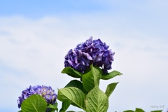 梅雨晴れ紫陽花