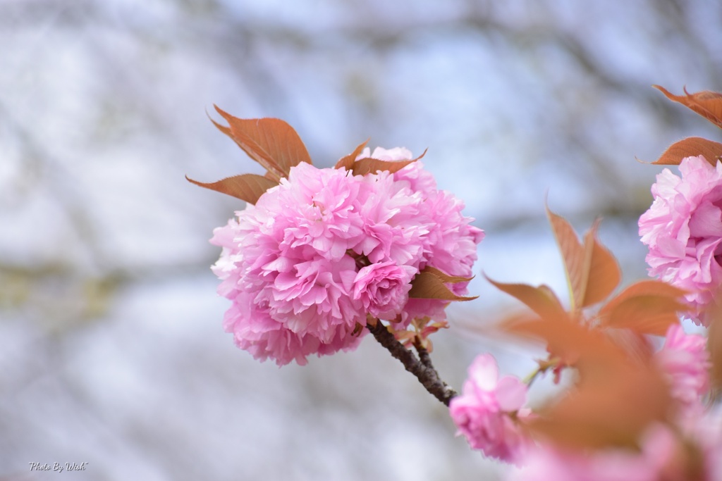 八重桜