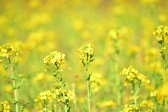 菜の花