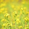 菜の花