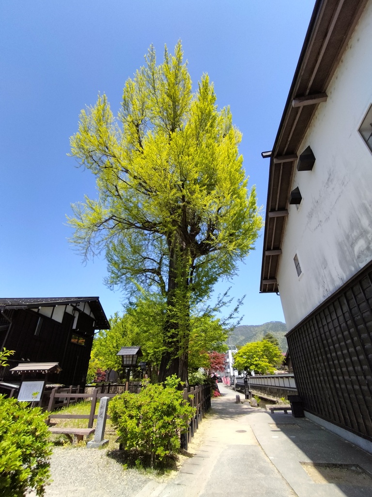 大銀杏の若葉