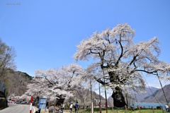 御母衣湖の春