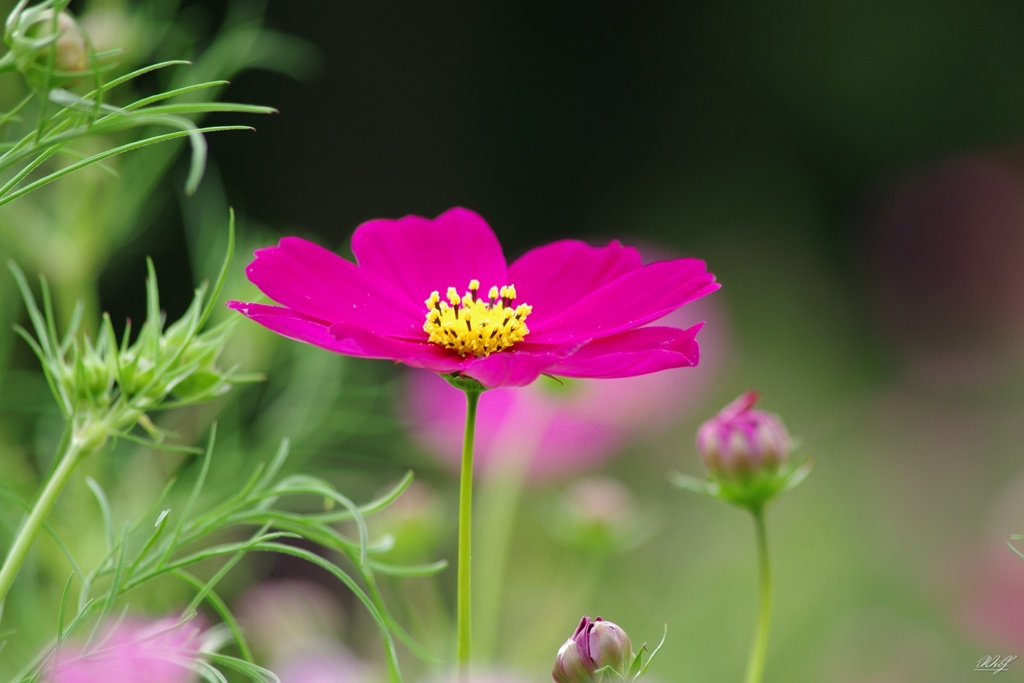 水平に咲くコスモス