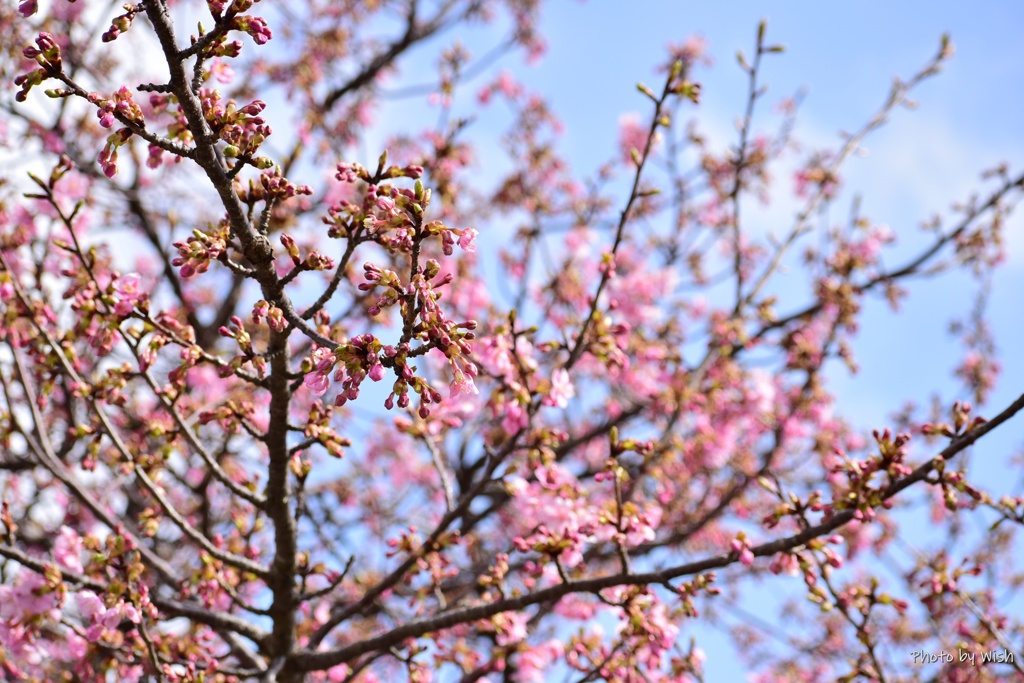 河津桜の季節到来＾＾