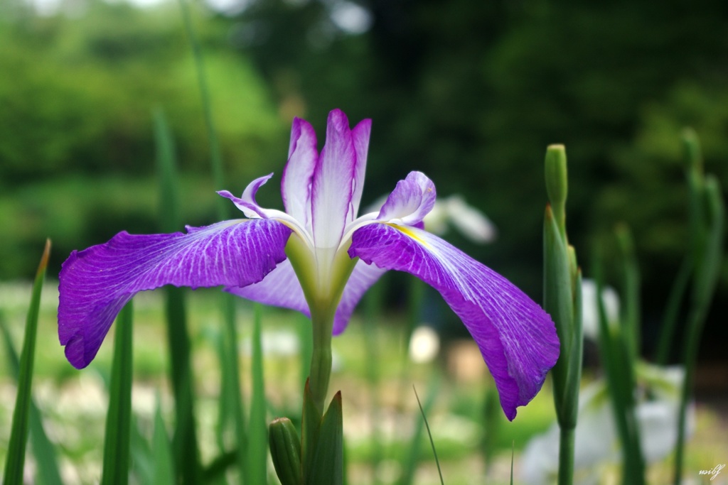 ひとつだけの花